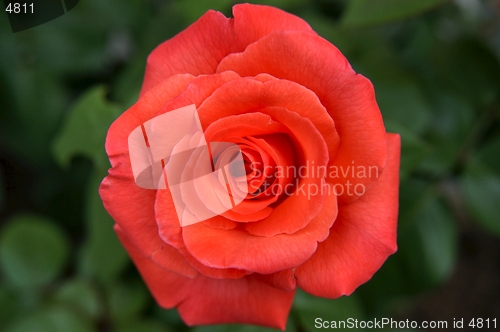 Image of Red rose