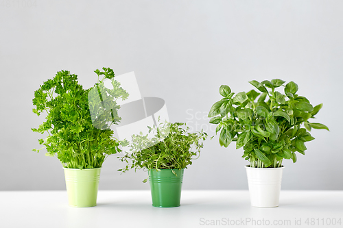 Image of fresh parsley, basil and thyme herbs in pots