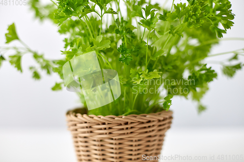 Image of close up of parsley herb in wicker basket