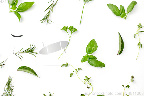 Image of greens, spices or herbs on white background