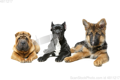 Image of beautiful three puppy dogs