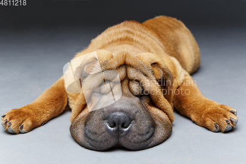 Image of beautiful shar pei puppy sleeping