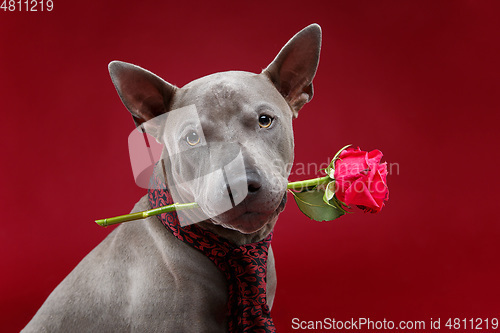 Image of beautiful thai ridgeback dog in tie holding rose flower