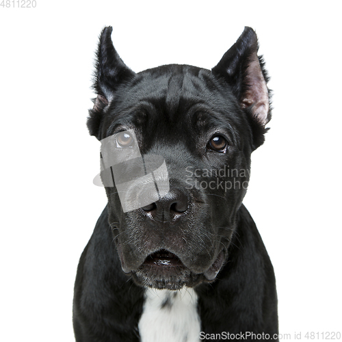 Image of beautiful cane corso puppy