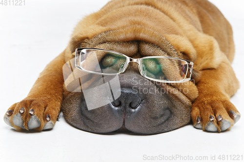 Image of beautiful shar pei puppy