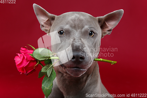 Image of dog holding rose in mouth