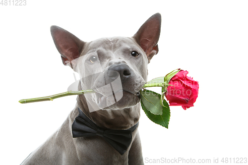 Image of dog in bowtie holding rose in mouth