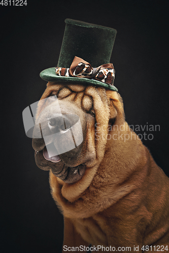 Image of beautiful shar pei puppy in hat