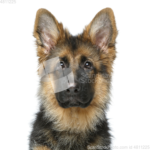 Image of beautiful german shepard puppy