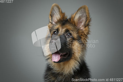 Image of beautiful german shepard puppy