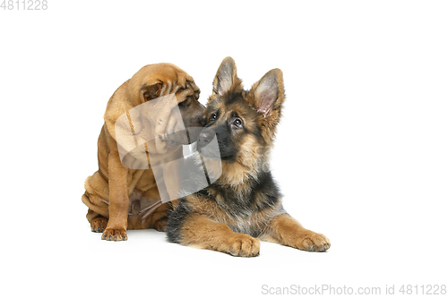 Image of beautiful two puppy dogs