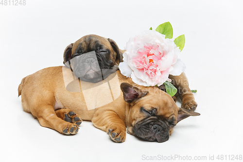 Image of two beautiful french bulldog puppies