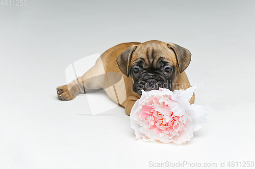 Image of two beautiful french bulldog puppy