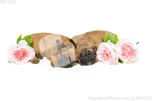 Image of two beautiful french bulldog puppies