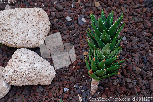 Image of cactus plants on tenerife island