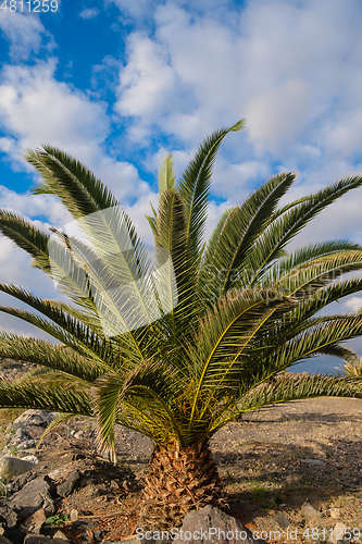 Image of palm tree on tenerife island