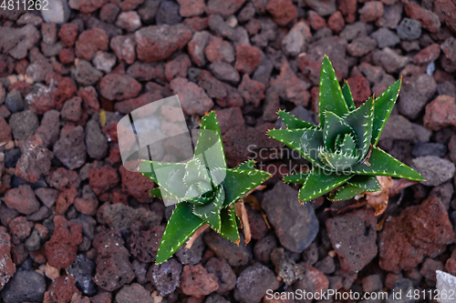 Image of cactus plants on tenerife island