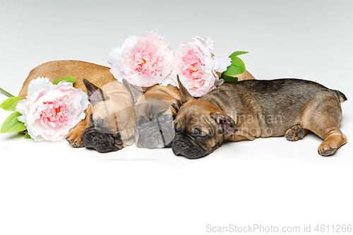 Image of three beautiful french bulldog puppies