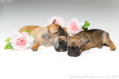 Image of three beautiful french bulldog puppies