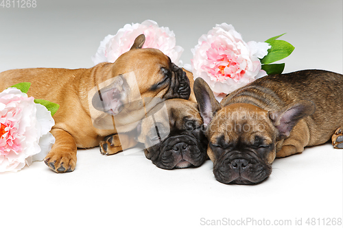 Image of three beautiful french bulldog puppies