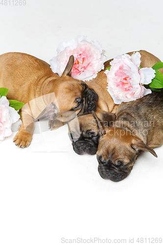 Image of three beautiful french bulldog puppies