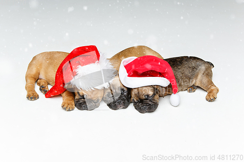 Image of puppies sleeping in christmas hats