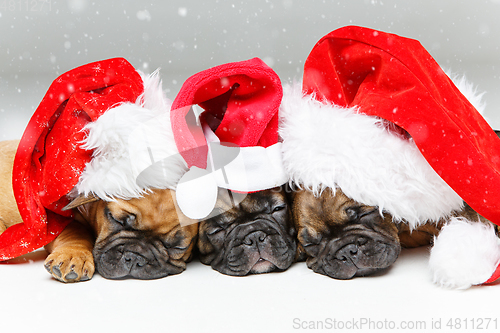 Image of puppies sleeping in christmas hats