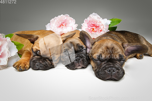 Image of three beautiful french bulldog puppies