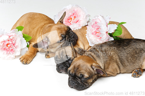 Image of three beautiful french bulldog puppies