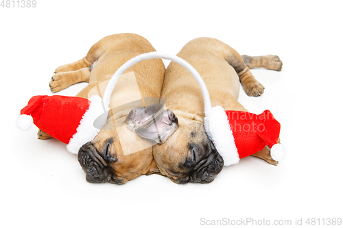 Image of puppies sleeping in christmas hats