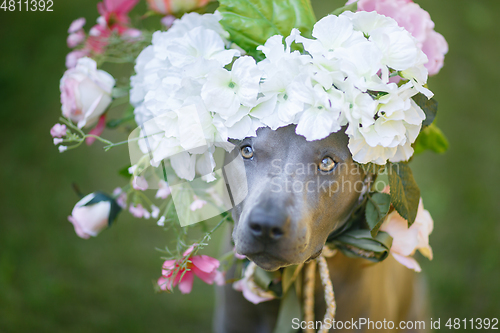 Image of thai ridgeback dog in flower wreath