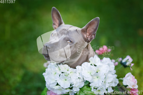 Image of thai ridgeback dog in flower wreath