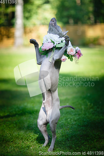 Image of thai ridgeback dog in flower wreath