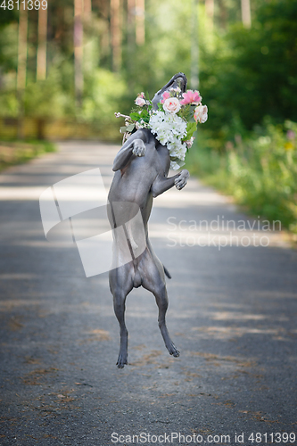 Image of thai ridgeback dog in flower wreath