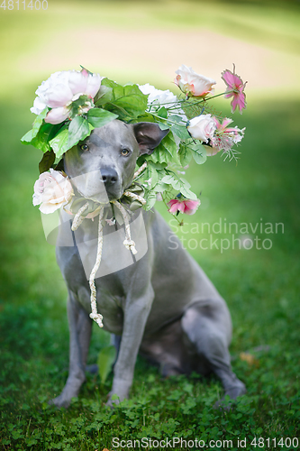 Image of thai ridgeback dog in flower wreath