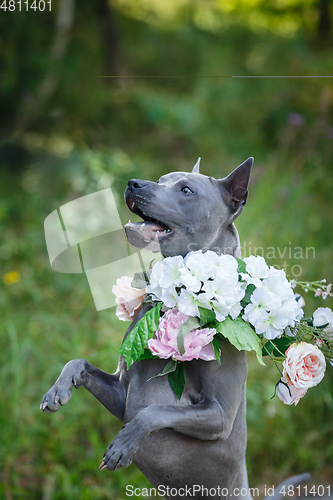 Image of thai ridgeback dog in flower wreath