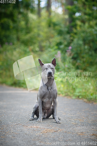 Image of thai ridgeback dog outdoors