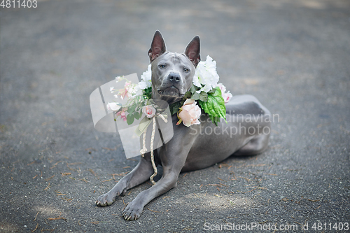 Image of thai ridgeback dog in flower wreath