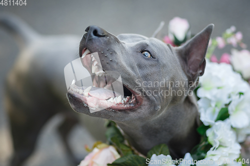 Image of thai ridgeback dog in flower wreath