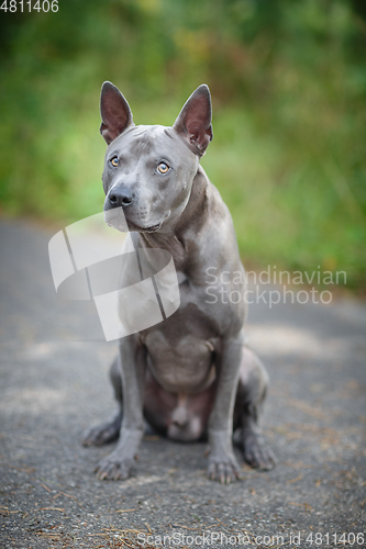 Image of thai ridgeback dog outdoors