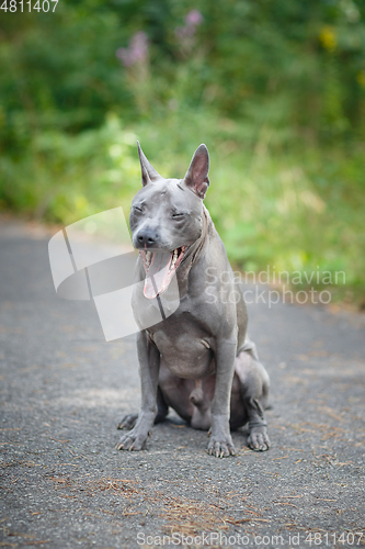 Image of thai ridgeback dog outdoors