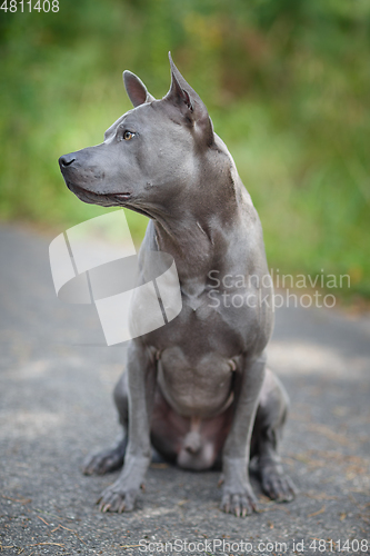 Image of thai ridgeback dog outdoors