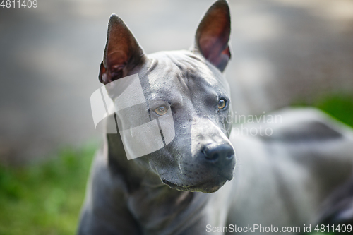 Image of thai ridgeback dog outdoors