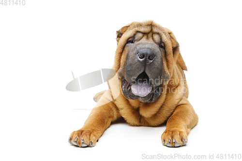 Image of beautiful shar pei puppy