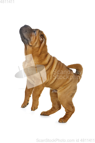 Image of beautiful shar pei puppy