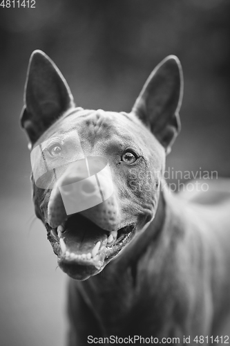 Image of thai ridgeback dog outdoors