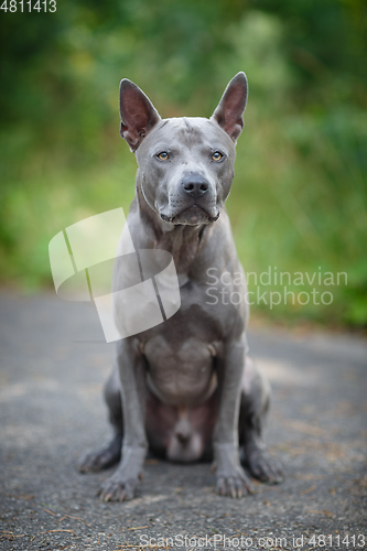 Image of thai ridgeback dog outdoors