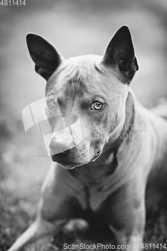 Image of thai ridgeback dog outdoors