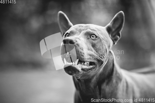 Image of thai ridgeback dog outdoors