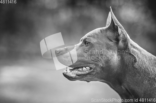 Image of thai ridgeback dog outdoors